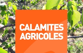 Calamités agricoles Pisciculture - Noisetiers